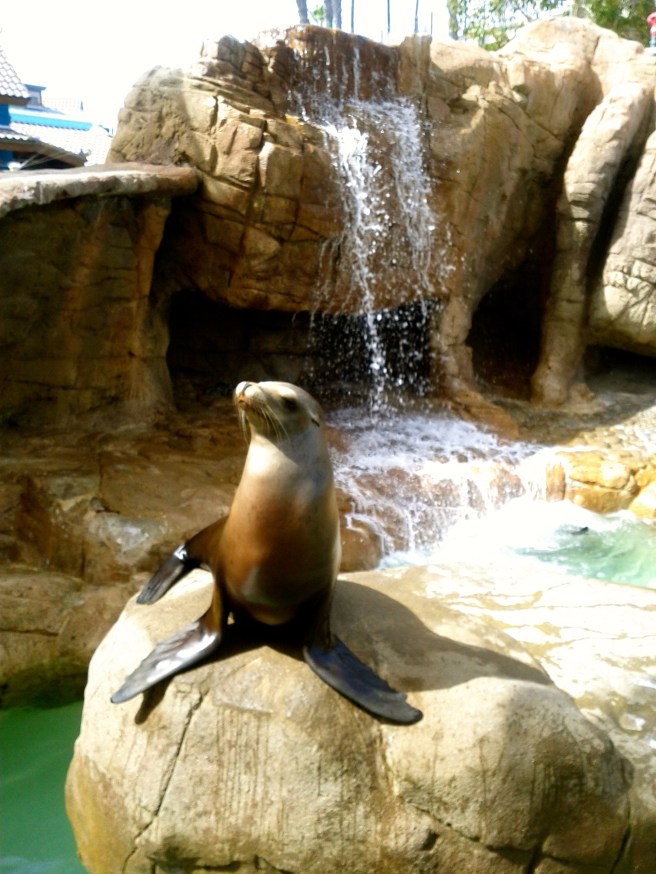 Sea lions are always fun