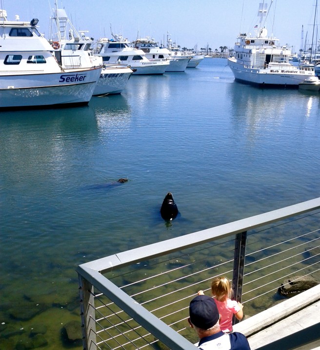 Sea lion posing for his audience